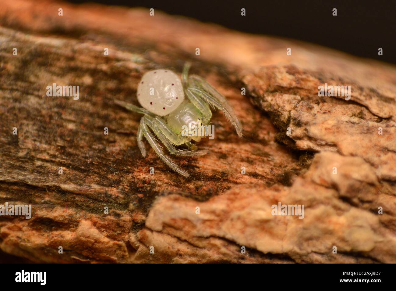 Nagaru - Nagaru, Nagaru , Maharashtra , India Foto Stock