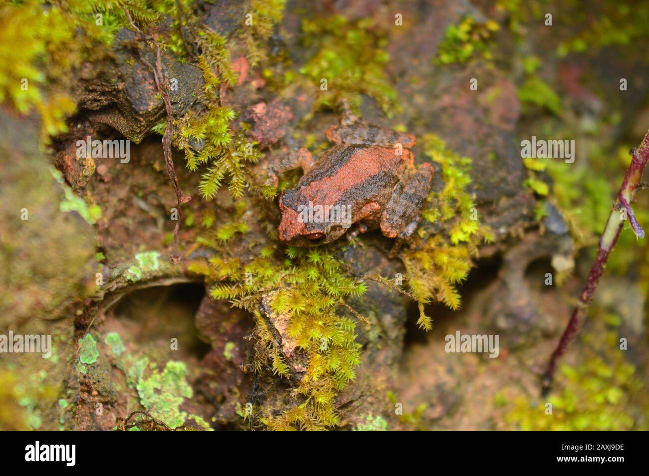 Chara , Maharashtra , India . Nuove specie di rana arbustiva dei Ghati occidentali del Maharashtra Foto Stock