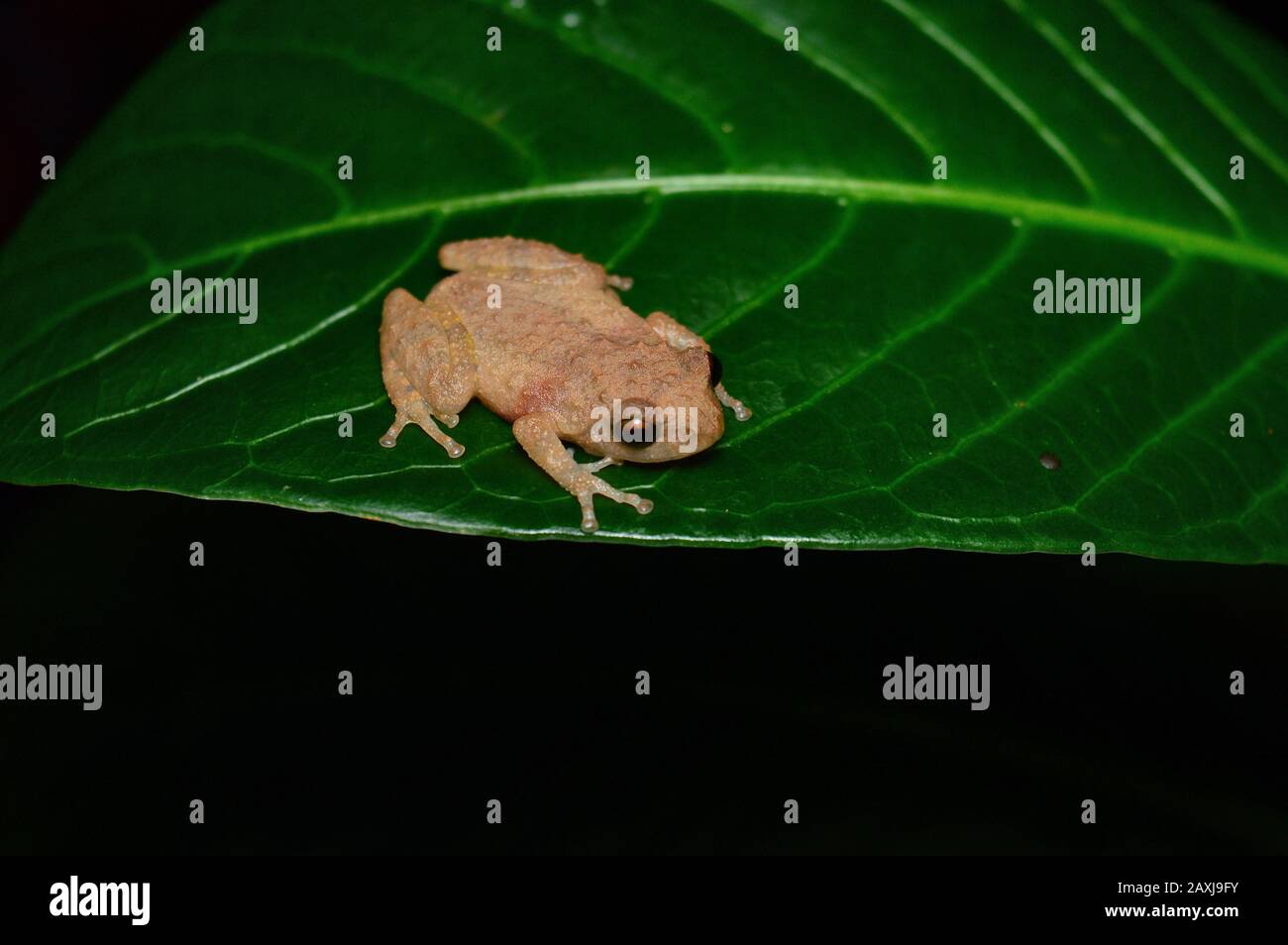 Ram - Rahorchestes ghatei sp, Nagpur , Maharashtra , India . Nuove specie di rana arbustiva dei Ghati occidentali del Maharashtra Foto Stock