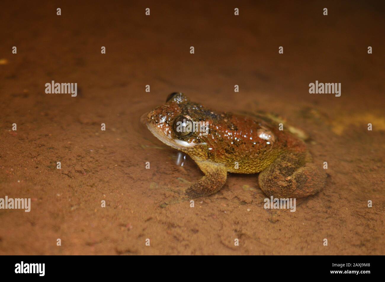 Nyctibatrachus, Nyctibatrachus , Maharashtra , India Foto Stock