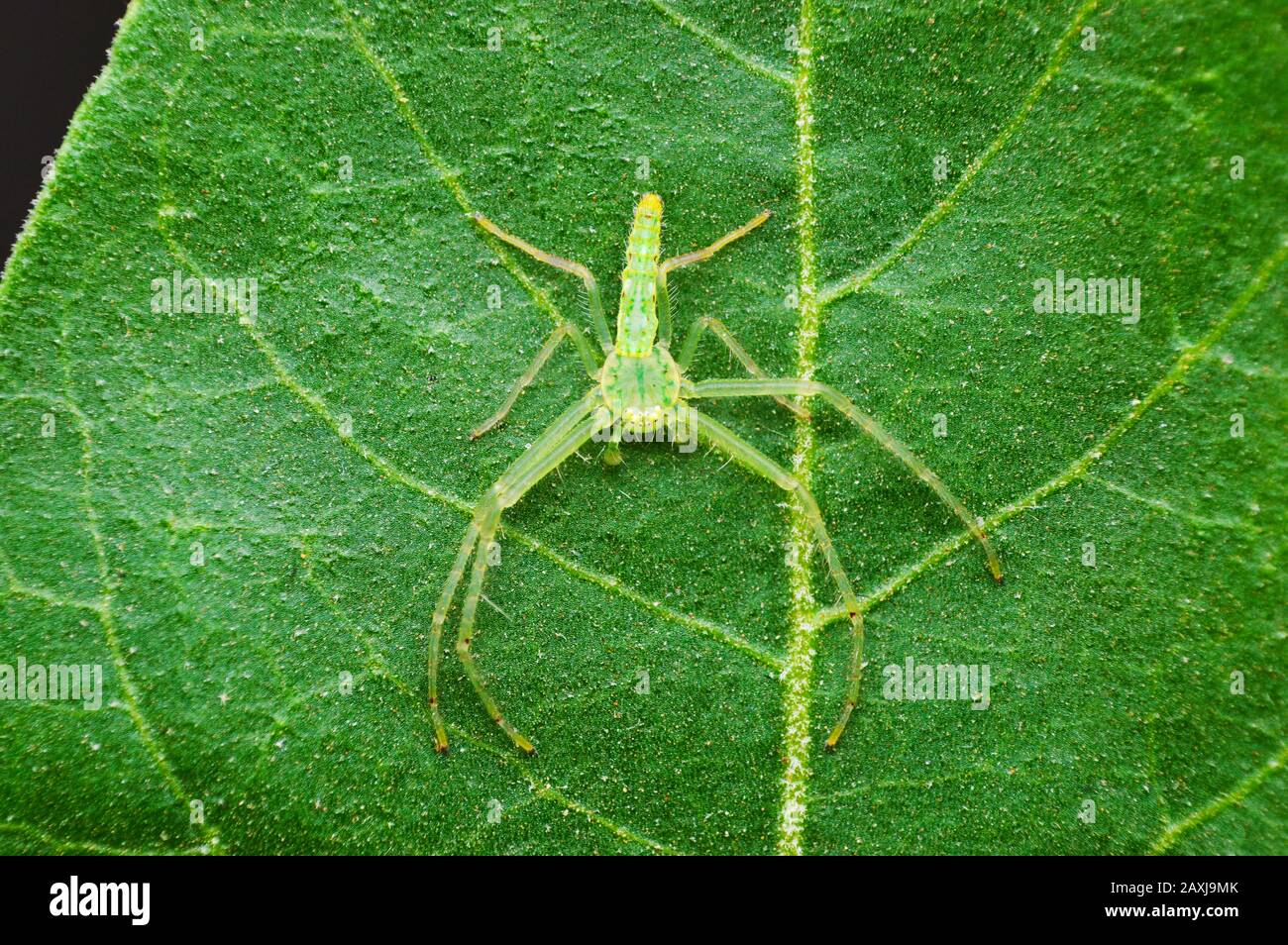 Ragno di granchio verde - Oxytate sp , Satara District , Maharashtra , India Foto Stock