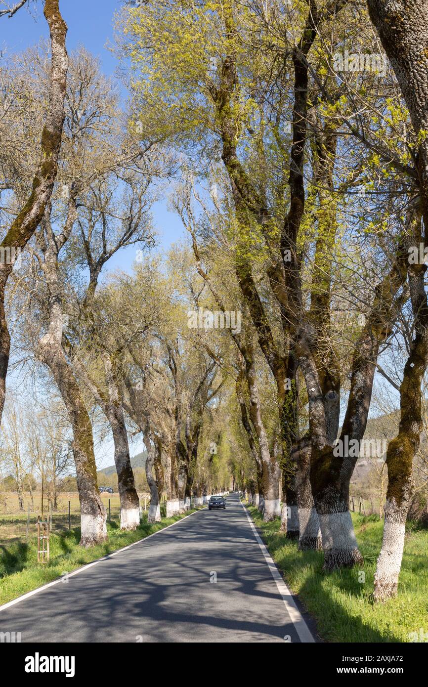 Strada iconica attraverso boschetto di alberi di frassino con le basi imbiancate dei loro tronchi, Fraxinus angustifolia, vicino Portagem, Alto Alentejo, Portogallo, Foto Stock