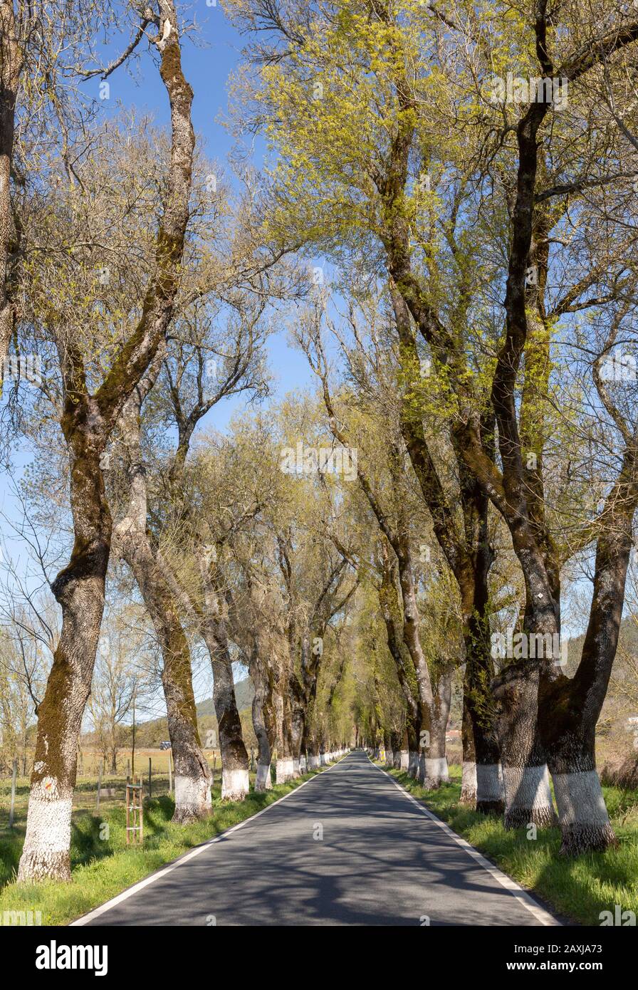 Strada iconica attraverso boschetto di alberi di frassino con le basi imbiancate dei loro tronchi, Fraxinus angustifolia, vicino Portagem, Alto Alentejo, Portogallo, Foto Stock