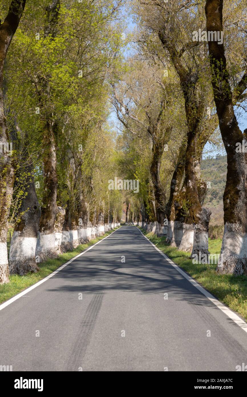 Strada iconica attraverso boschetto di alberi di frassino con le basi imbiancate dei loro tronchi, Fraxinus angustifolia, vicino Portagem, Alto Alentejo, Portogallo, Foto Stock