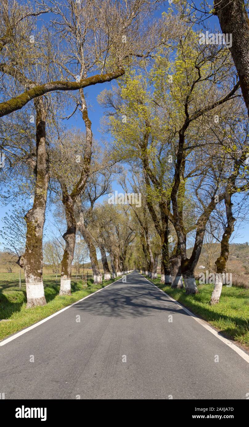Strada iconica attraverso boschetto di alberi di frassino con le basi imbiancate dei loro tronchi, Fraxinus angustifolia, vicino Portagem, Alto Alentejo, Portogallo, Foto Stock