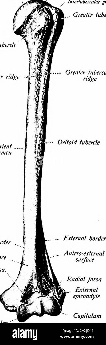 Un manuale di anatomia . -- superficie posteriore bordo interno A superficie interna Coronoid fossa. Olecranon fossa epicondilo interno Epicondilo Interno Scanalatura forulnar nervo Pig 54.- l'omero di sinistra visto frombehind- iSobolta e McMurrich.). Externalepicondyle Capitulum Pig. 55. L'omero di sinistra visto fromfront. (Sobotta atid McMurrich.) zione della superficie ventrale presenta una cresta che inizia al deltoidtubercolo che forma due superfici inclinate da cui nasce il m. brachiahsanterior. La superficie dorsale è divisa in porzioni prossimale e distale (maggiore) dalla scanalatura obliqua per t Foto Stock