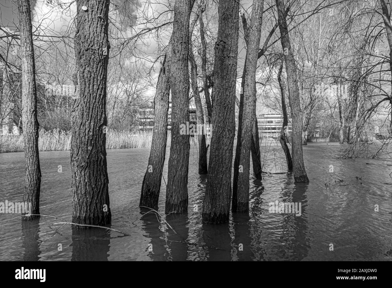 Gli alberi che normalmente si ergono su terreni asciutti hanno le loro basi sommerse a causa del lago che stanno essendo allagati. Foto Stock