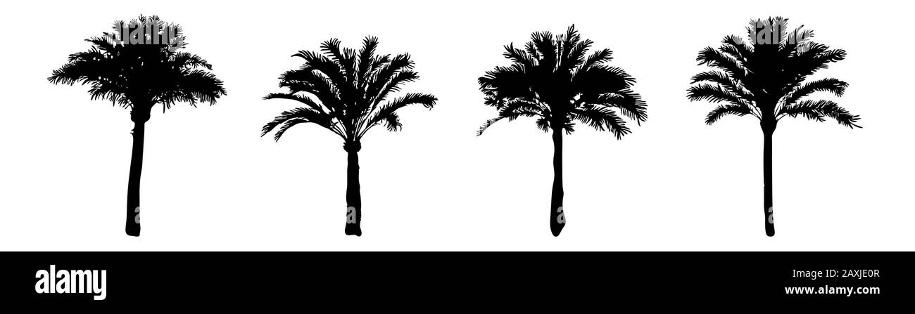 La silhouette delle palme è isolata su sfondo bianco. Silhouette collezione di palme tropicali realistiche nere con foglie. Alberi di cocco di diff Illustrazione Vettoriale