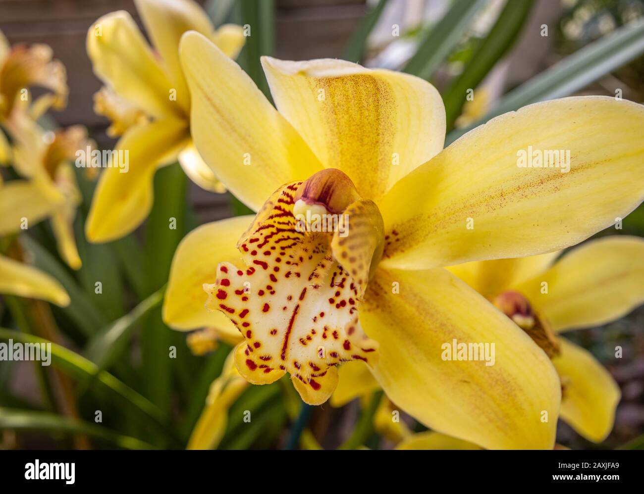 Vista ravvicinata del fiore dell'orchidea giallo pallido 'Cymbidium Angelica' (angelo di Natale) in fiore nel Glasshouse a RHS Gardens Wisley, Surrey Foto Stock