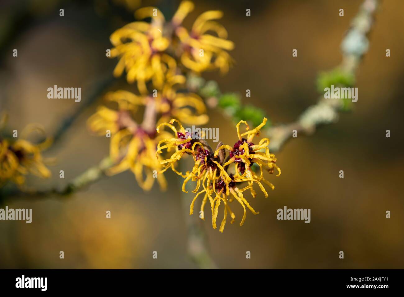 Hazel Strega: Hamamelis Mollis "Nymans" Foto Stock