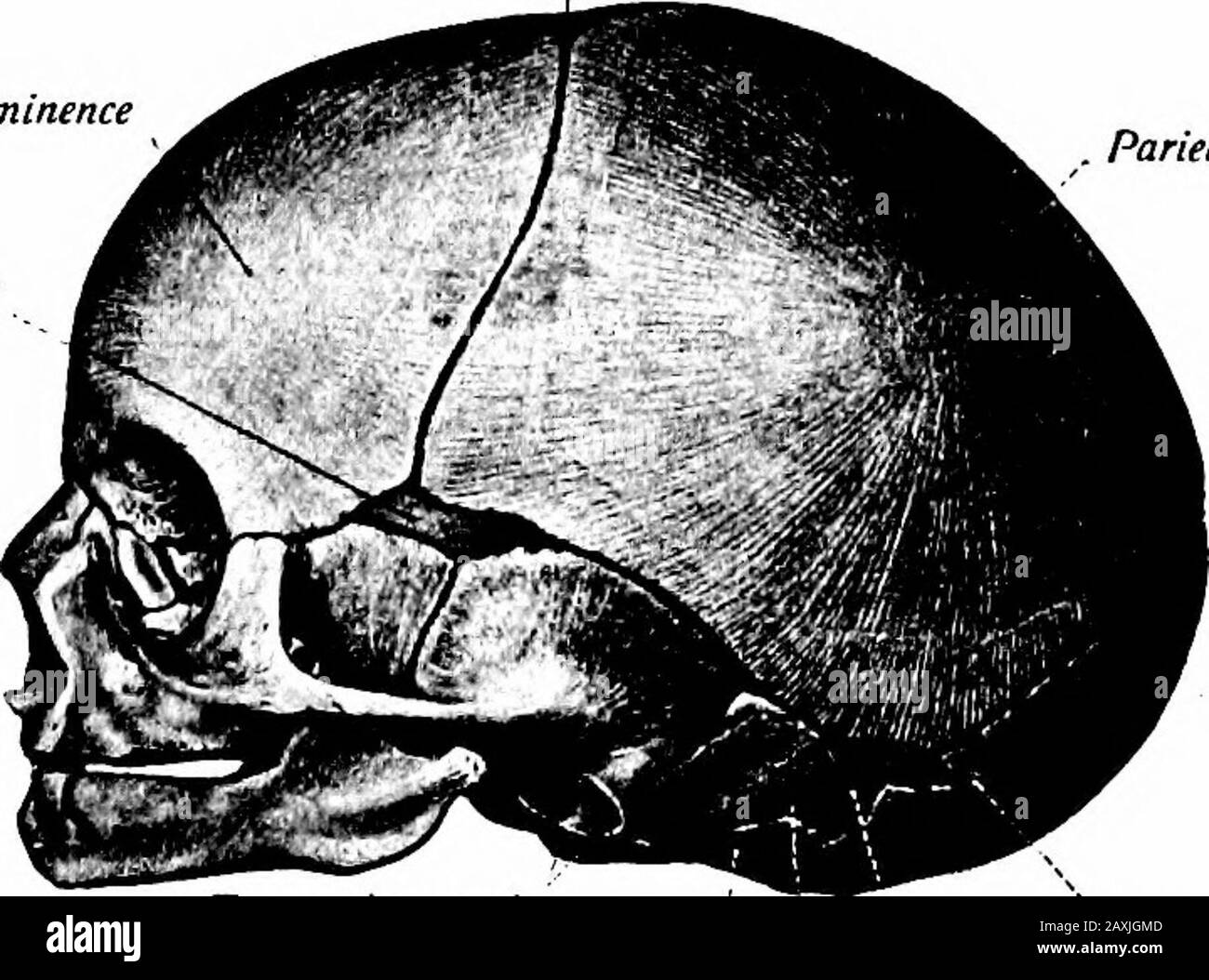 Un manuale di anatomia di questa sezione presenta la cavità nasale [cavum nasi). Questo e i suoi collegamenti sono descritti a pagina 271. A hirth la porzione facciale del cranio rappresenta solo circa un'ottava OSTEOLOGIA di circa un'ottava massa della porzione cranica. La giunzione mediana delle ossa frontali e parietali è incompleta, costituendo la frontalfontanelle (Joniiculus frontalis); è a forma di diamante, ricoperta da una membrana e chiusa da osso circa a metà del secondo anno. Tra le ossa parietali e occipitali c'è anche un areale dove le ossa sono incomplete e questo è il p Foto Stock