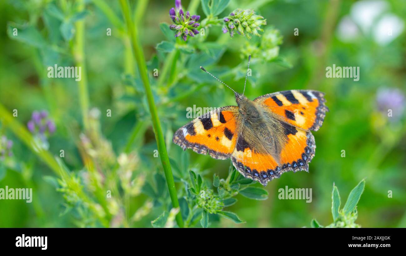 Aglais orticae farfalla arancione con nero. Una farfalla comune in Europa, un insetto selvaggio con ali belle e luminose. La farfalla si nutre di polline in un fl Foto Stock