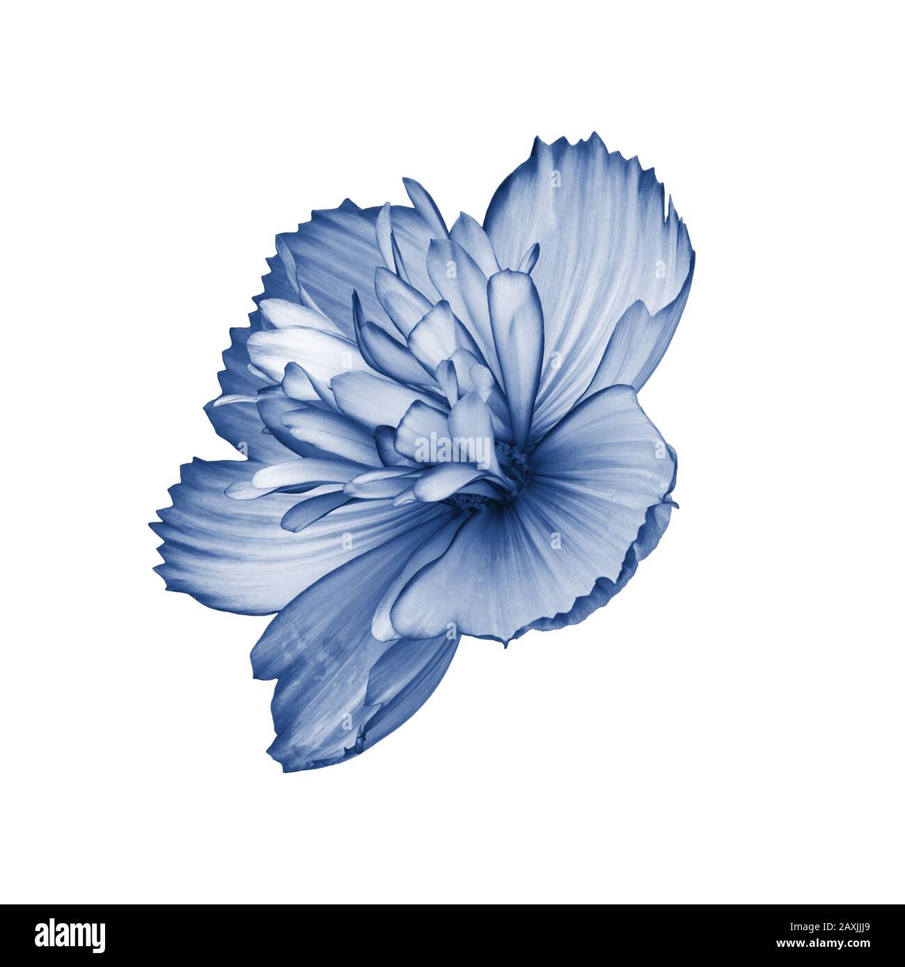 COSMOS fiore terry isolato su bianco vista laterale. Isolato di un singolo fiore cosmo colorato in blu classico. Fiori selvatici freschi naturali Foto Stock