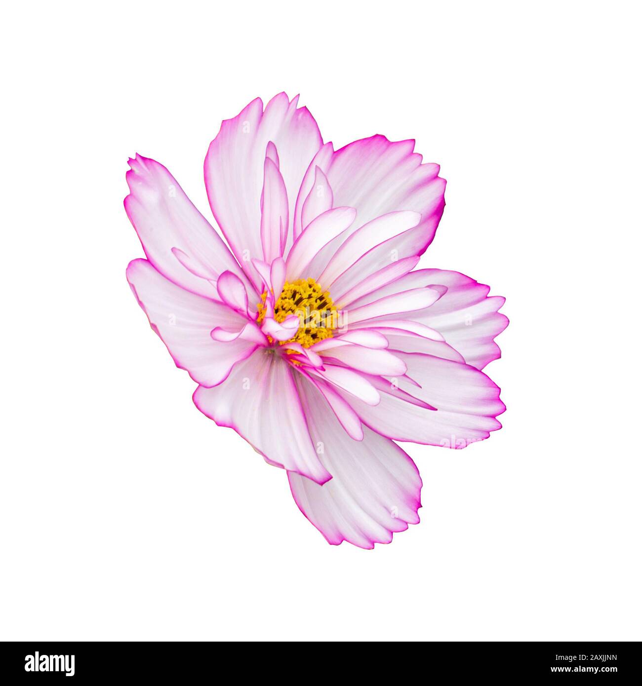 COSMOS fiore isolato su vista laterale bianca. Isolato di rosa bianco tenero fiore spugna. Aprire bocciolo di fiori. Bello fresco fiore naturale Foto Stock