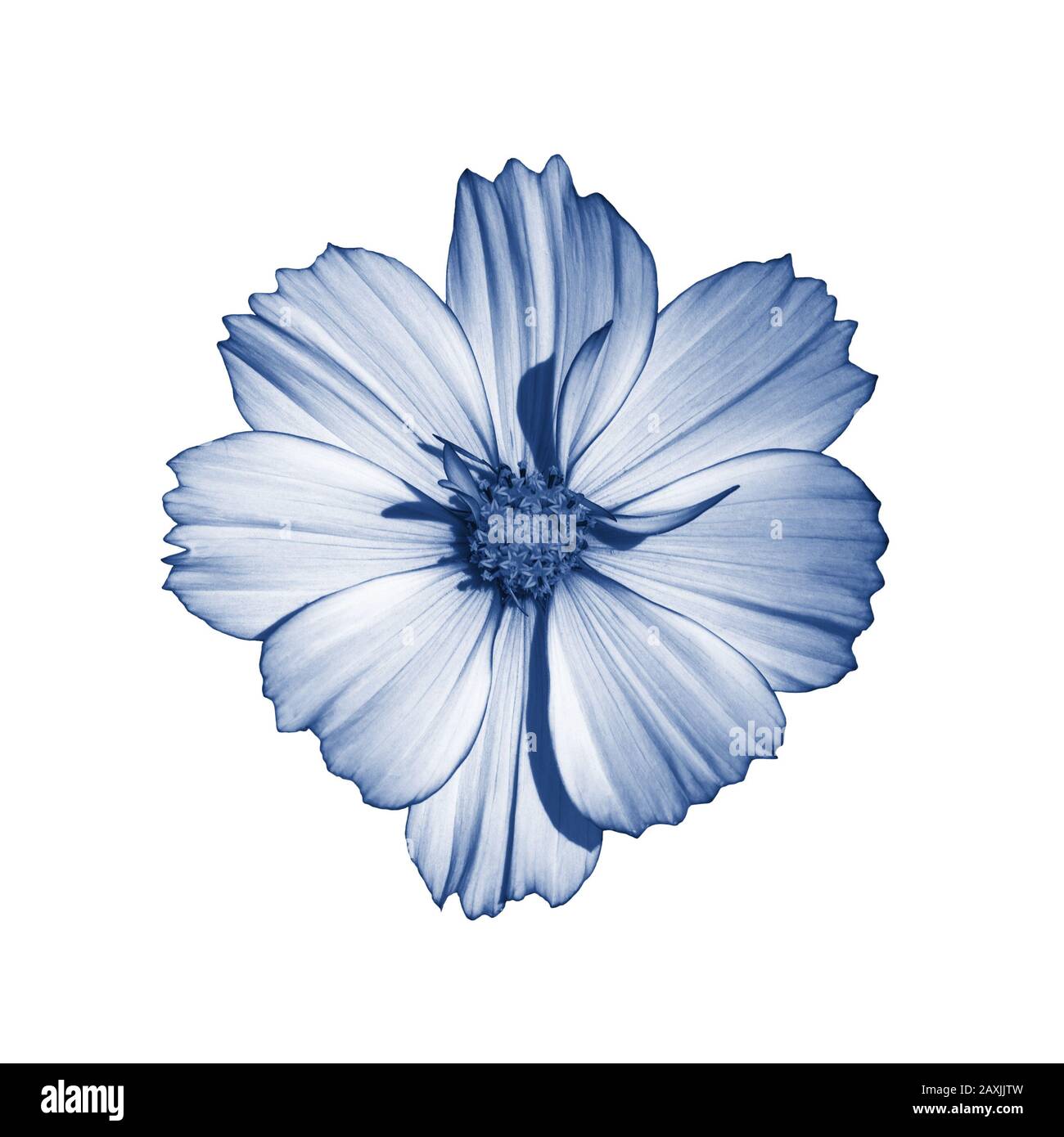 COSMOS fiore terry isolato su bianco. Bello cosmo fiore tonato in classico isolato blu. Fresco naturale fiore blu selvaggio Foto Stock