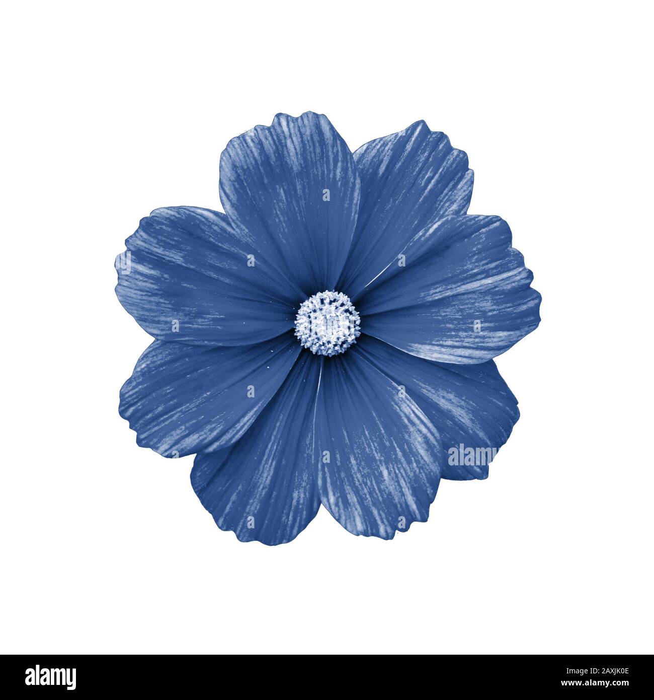 COSMOS fiore isolato sulla vista dall'alto bianca. Isolato di un singolo fiore cosmo colorato in blu classico. Bello fresco fiore naturale Foto Stock