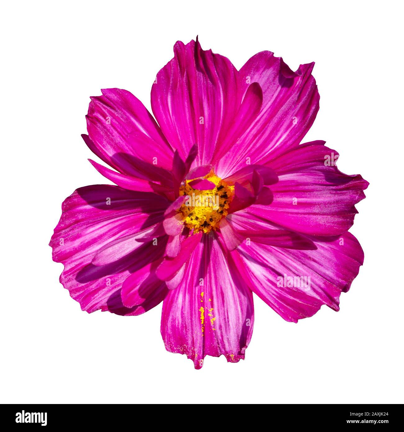 COSMOS fiore rosa terry isolato su bianco. Isolato di bello cosmo fiore. Colore rosso magenta viola. Fresco Naturale Messicano Wildflower Foto Stock