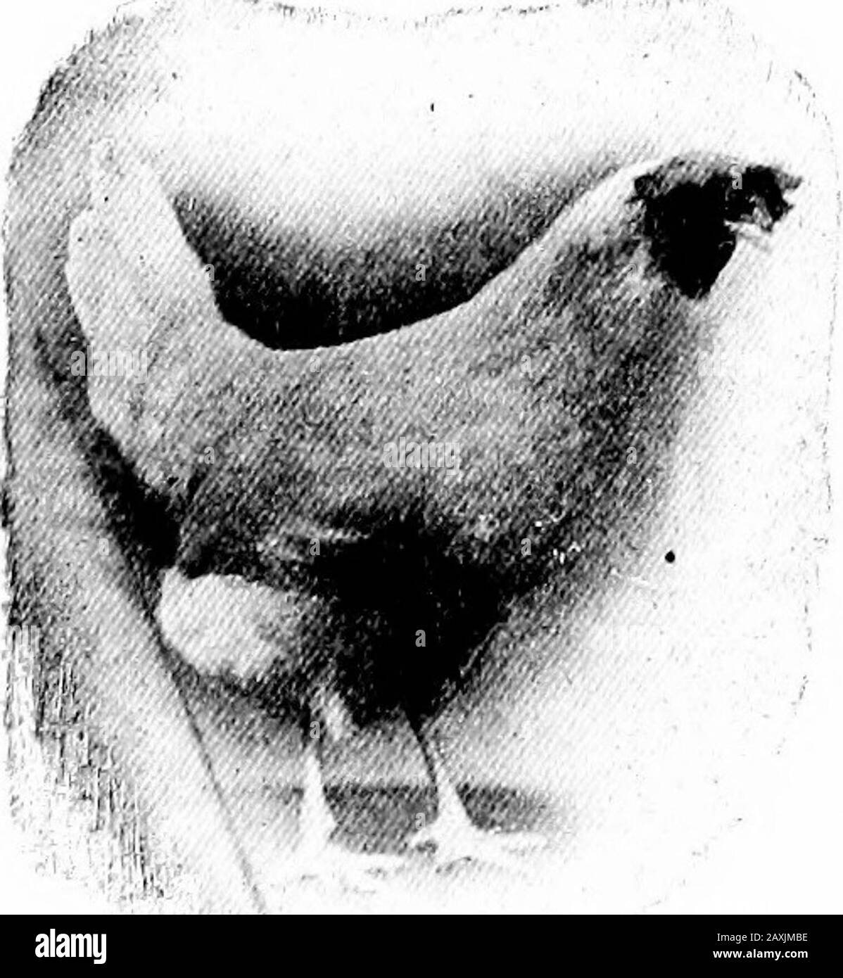 La chiamata della gallina; o, la scienza di selezione e di allevamento di pollame per la produzione di uova. La Missouri state AVICOLA EXPERIMENT Station ^Mountain Crove. ^ MO. Y PRIZEPEN MISSOURI NAZIONALE UOVO CONCORSO DI POSA MOUNTAIN GROVE 1911-1912 Foto Stock