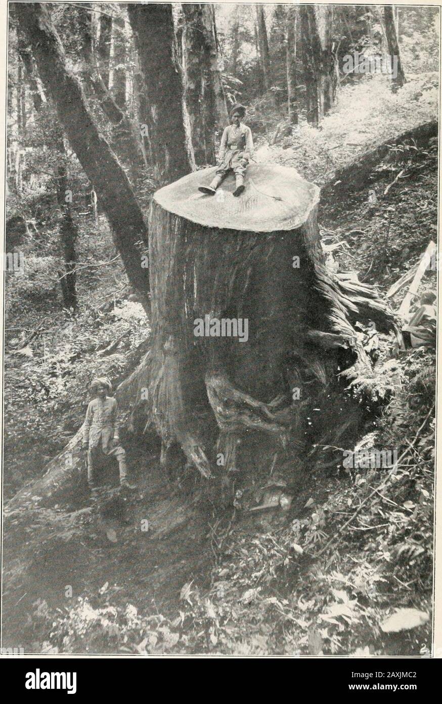 Manuale di Schlich per la silvicoltura . (.;roup di Deodar {(cilru.s Dimhirii) in .launsar.(Da una fotografia di R. C. Mihvard, I.F.S.). Moncone di un albero Deodar, Jauusar. Girlh = 22 piedi. Lunghezza di ti-unkQuesto albero ha dato -Kio metro Traversine ferroviarie.(Da una fotografia di K. C. Milward, I.F.S.) .10 piedi DI SVILUPPO DI FOREST COXSERVANCY. L'effetto e i risultati di queste misure sono trulyastounding. Le seguenti foreste di Stato sono state sotto la gestione del Dipartimento forestale nel 1904:- foreste di Stato permanenti . = 91.567 kmq foreste protette . . = 9.865foreste non classificate . . = 131.269 ,, Totale = Foto Stock
