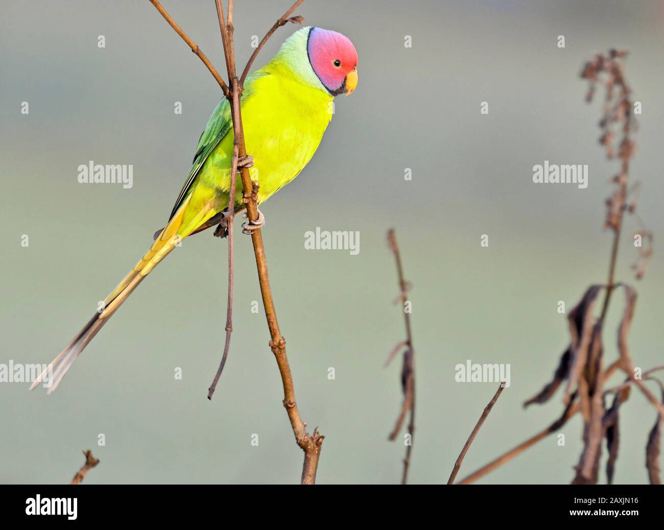 Parrocchetto con testa di prugna Foto Stock