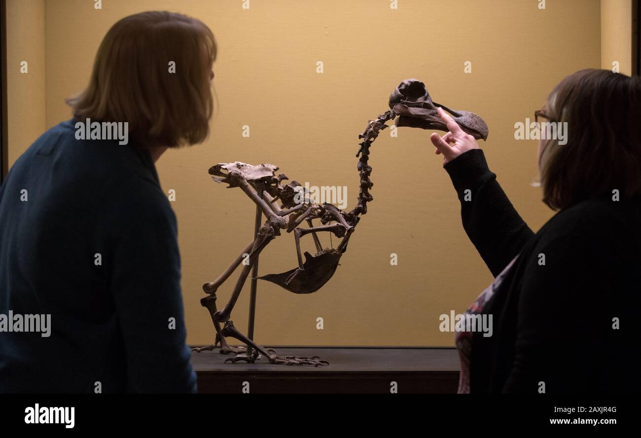 I dipendenti del museo di Portsmouth ispezionano uno scheletro di Dodo raro - uno dei soli 12 esistenti - che è il fulcro della mostra "D is for Dodo, e is for" al museo di Portsmouth. Foto Stock