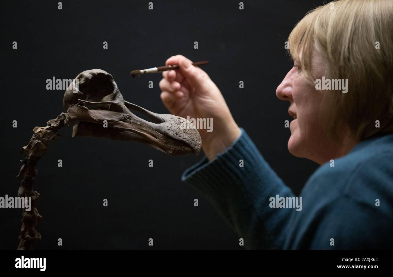 Christine Taylor, curatore di Storia Naturale presso i Musei di Portsmouth, ispeziona un raro scheletro di Dodo - uno dei soli 12 esistenti - che è il fulcro della 'D è per Dodo, e è per 'mostra al Museo di Portsmouth. Foto Stock