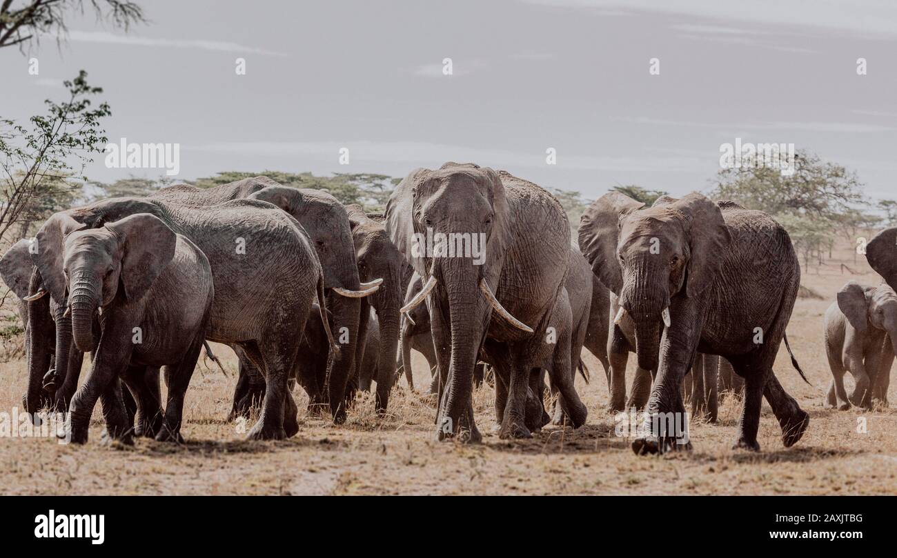 Branchi inquieti e nervosi di elefanti che passano nel Parco Nazionale del Serengeti, Tanzania Foto Stock