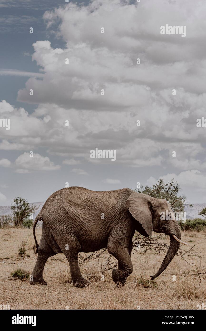 Immagine armoniosa di un elefante che cammina vicino, Parco Nazionale del Serengeti, Tanzania Foto Stock