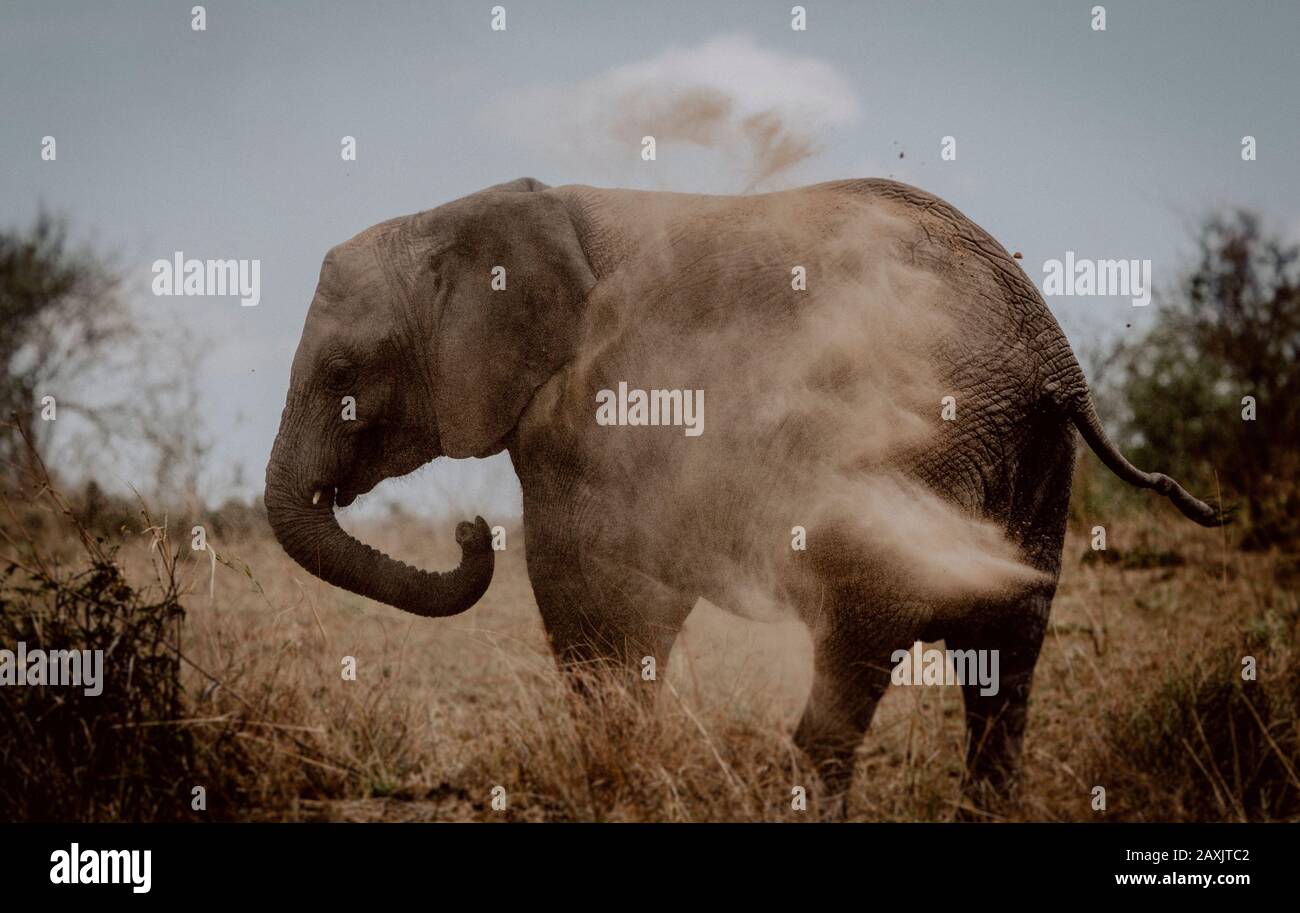 Un giovane elefante getta sabbia sulla schiena con il suo tronco, il Parco Nazionale Serengeti, Tanzania Foto Stock