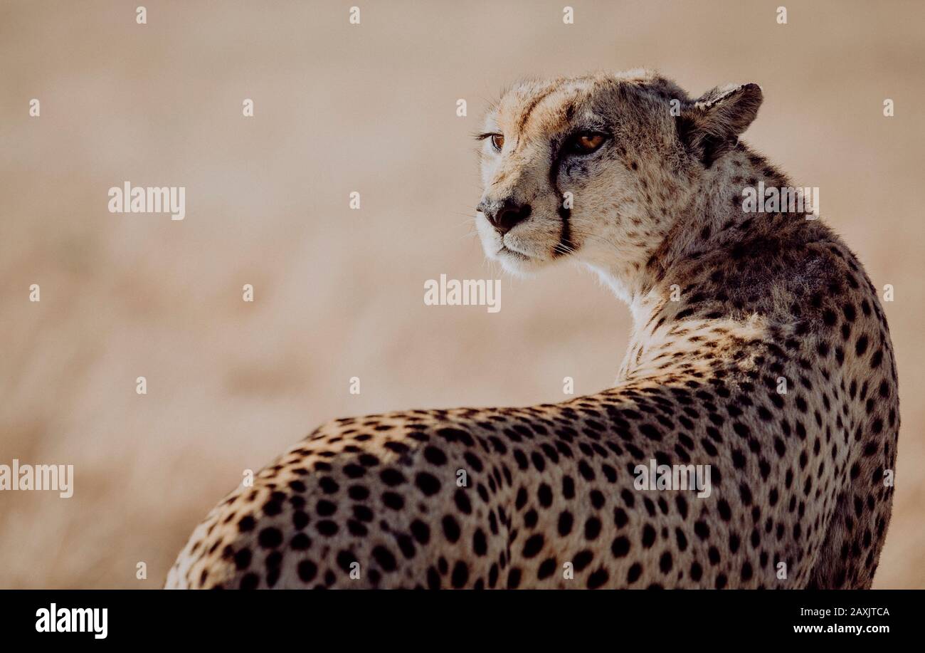Cheetah in cerca di preda nel Parco Nazionale del Serengeti, Tanzania Foto Stock
