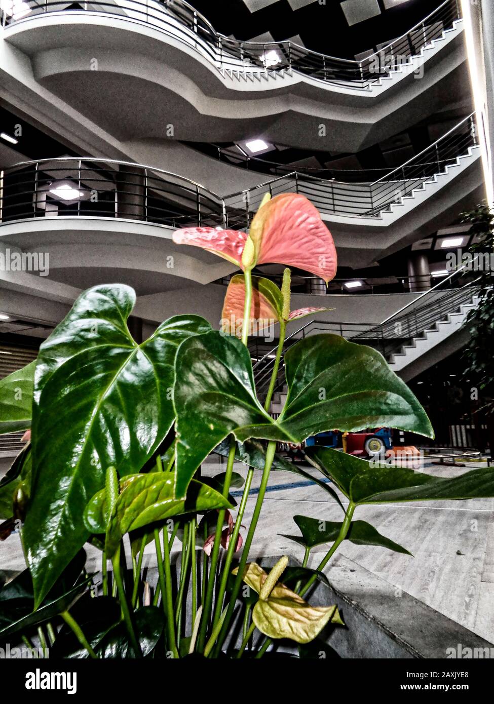 Anthurium fiorisce nel centro commerciale del Lido di Funchal, Madeira, Portogallo, Unione europea Foto Stock