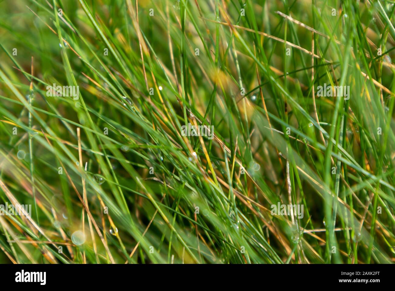 Verde erba brillante con gocce di rugiada texture macro campo fresco sfondo Foto Stock