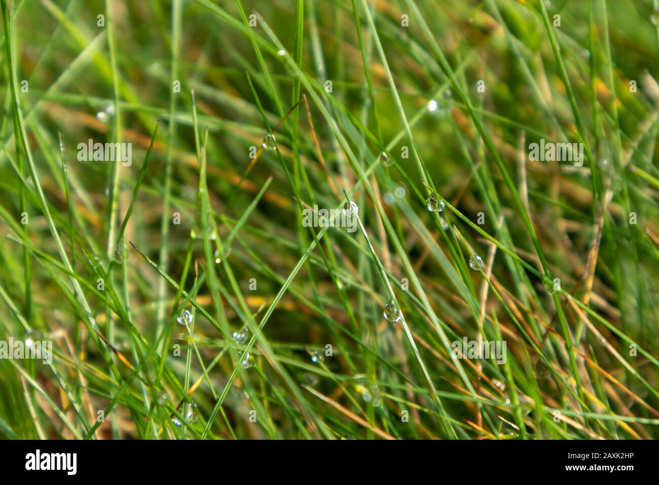 Verde erba brillante con gocce di rugiada texture macro campo fresco sfondo Foto Stock