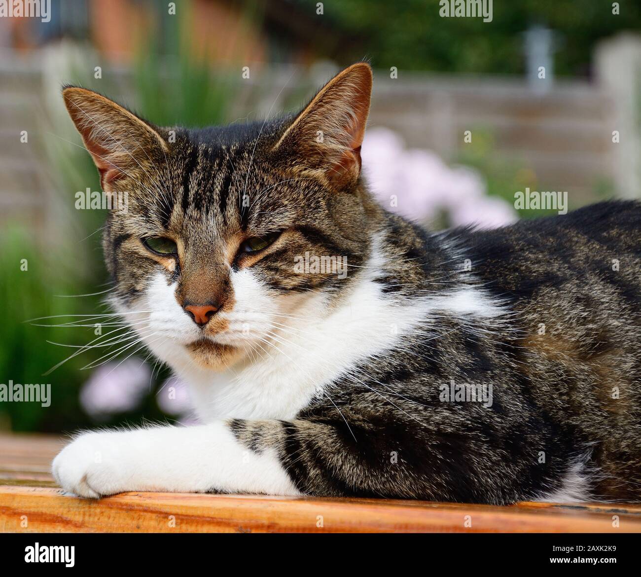 Un gatto con pelo corto domestico seduto su una panca da picnic in un giardino inglese. Foto Stock
