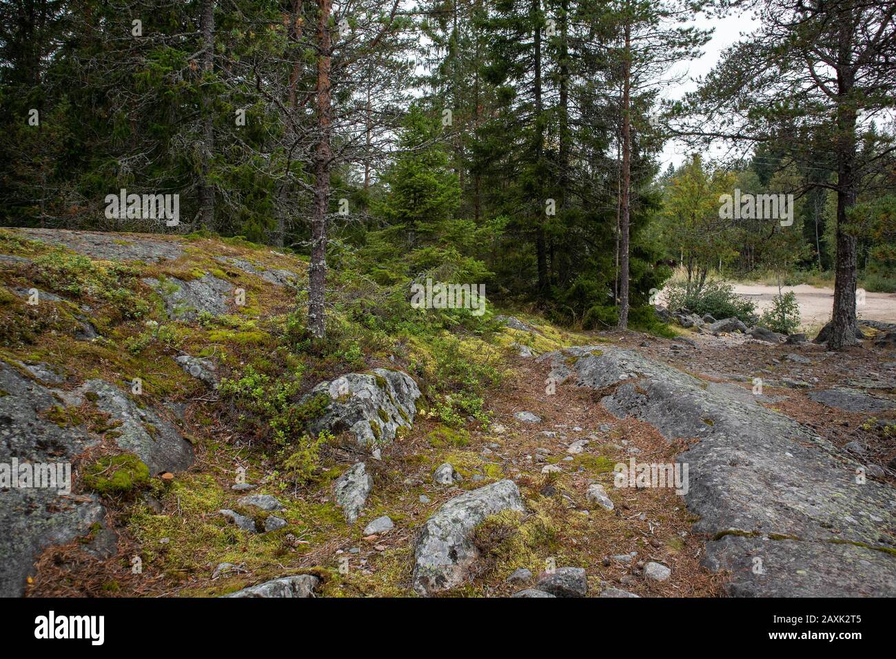 Natura del nord foresta deserto vista sfondo. Foresta profonda con grandi pietre di granito vicino alla riva del mare. Foto Stock