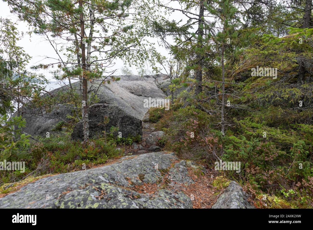 Natura del nord foresta deserto vista sfondo. Foresta profonda con grandi pietre di granito vicino alla riva del mare. Foto Stock
