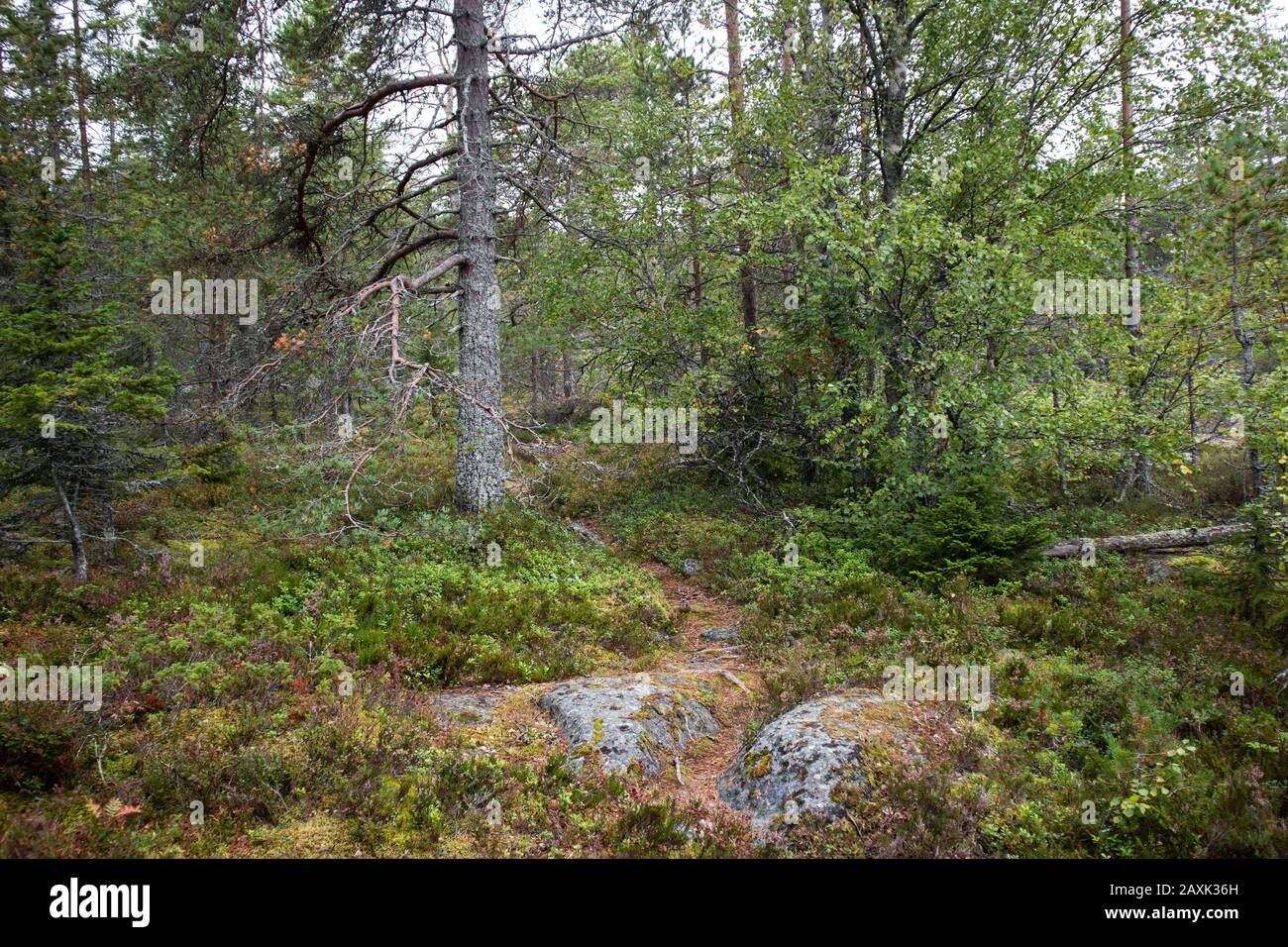 Natura del nord foresta deserto vista sfondo. Foresta profonda con grandi pietre di granito vicino alla riva del mare. Foto Stock
