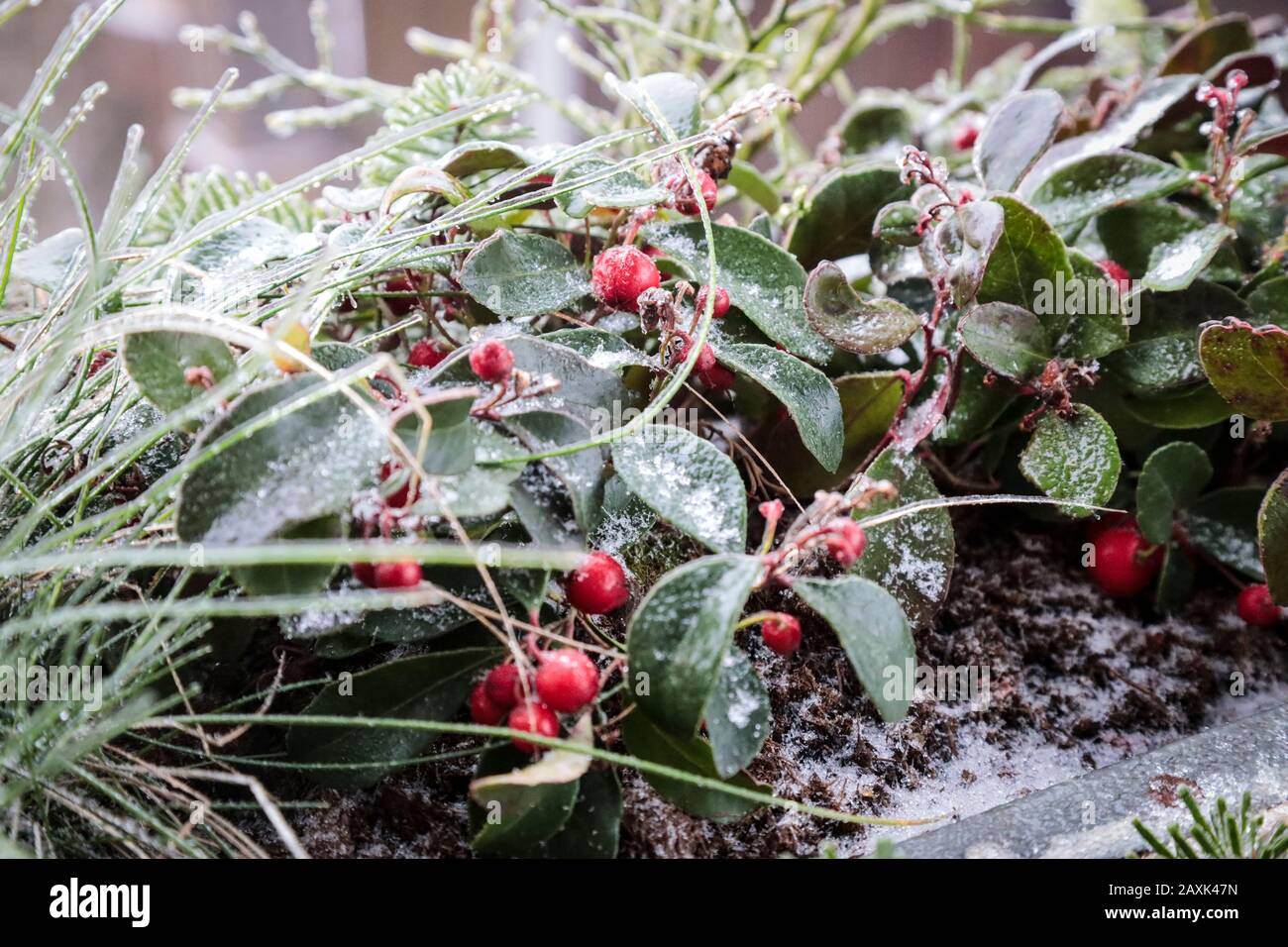 Gaultheria procumbens, bacche autunnali in blu con erba bluebeam Foto Stock