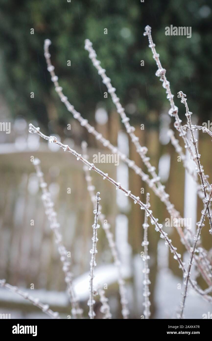 Rami in inverno, coperti di ghiaccio Foto Stock