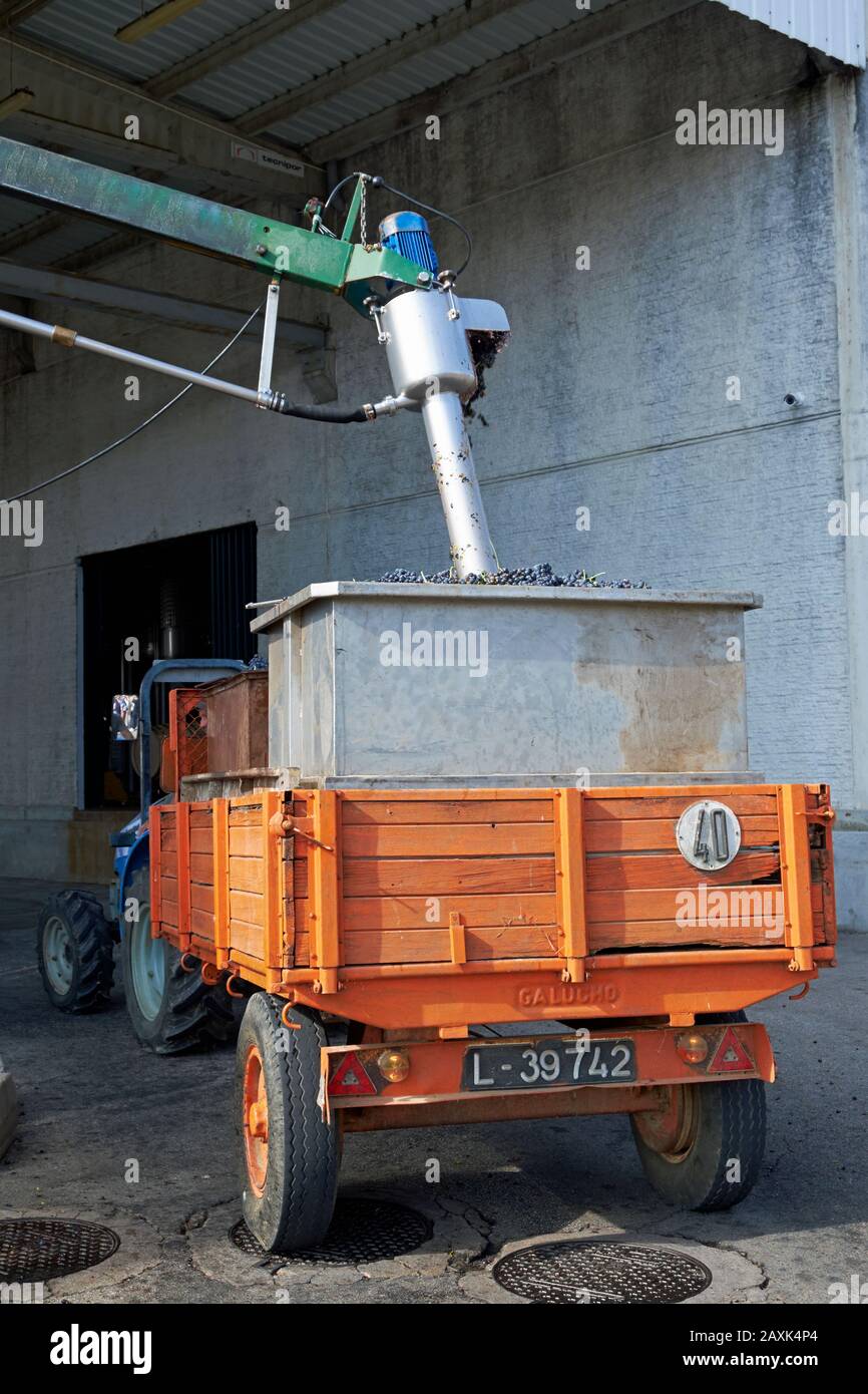 Una sonda che esamina le uve appena consegnate per il contenuto di zucchero presso la cantina Adega Cooperativa de Favaios, Favaios, Douro, Portogallo. Foto Stock