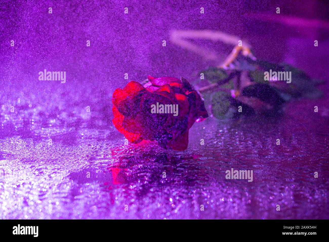 Romantica rosa rossa sulla pioggia, luci viola cadute sul pavimento della strada Foto Stock