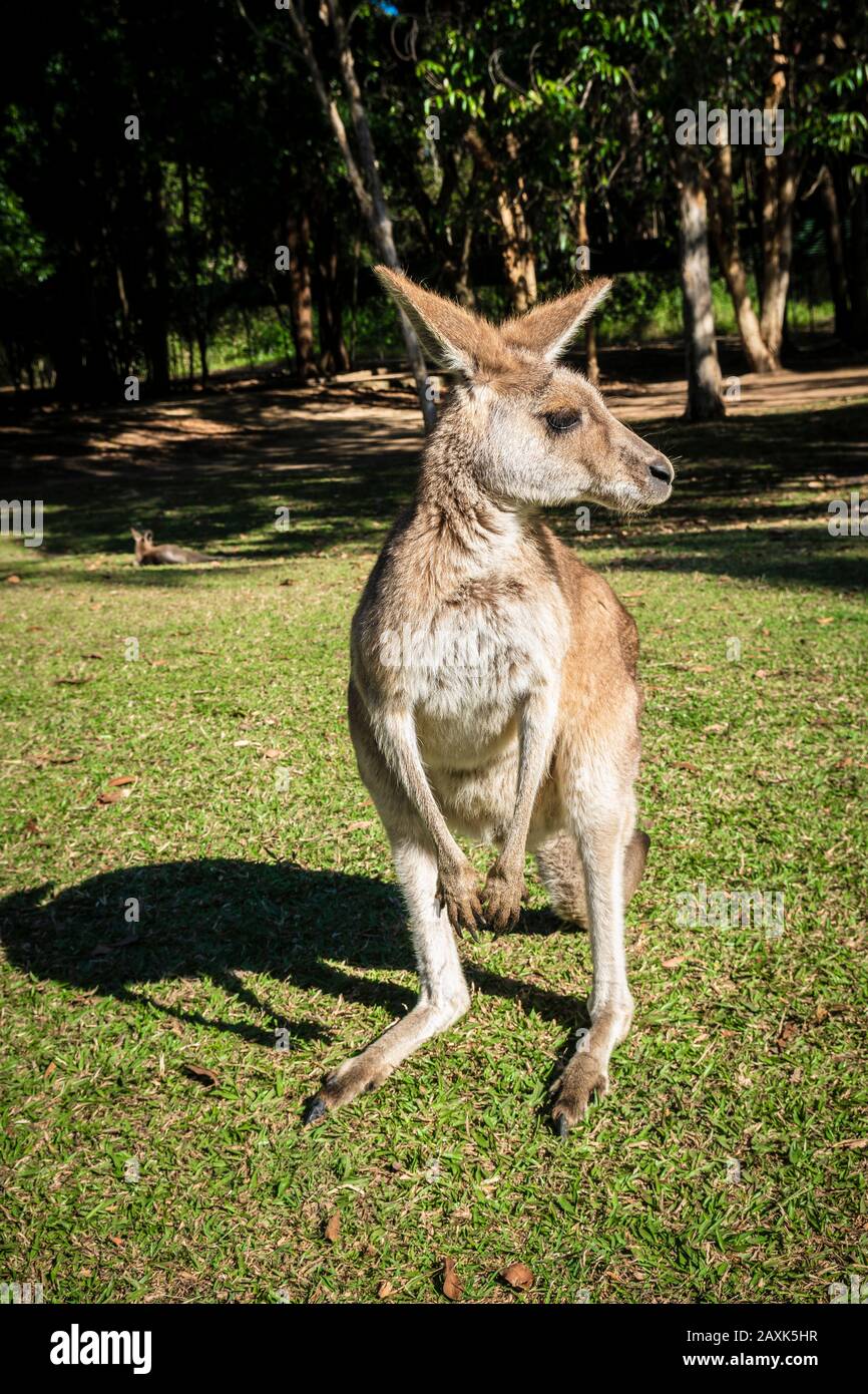 Australia kangaroo Foto Stock