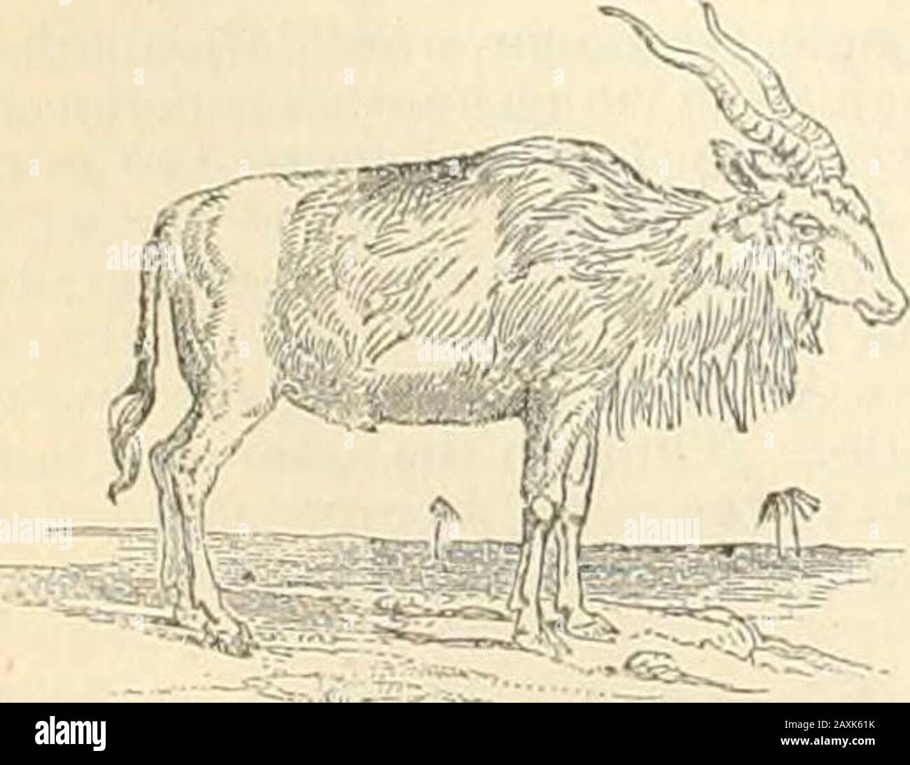 Enciclopedia delle Camere; un dizionario di conoscenza universale per la gente . ^^r.r-asrii;;,;- Addaz (A. Addax). Agli antichi, ed è menzionato da Pliny, lias liorns molto simUarto quelli dell'indiano A , ma è un largeranimale, meno grazioso, svita un leggero maneon il collo, un ciuffo di capelli lunghi sulla fronte, e grandi zoccoli larghi, tedadapfortreading sulla linea e sabbie sciolte. Esso abita i deserti dell'Africa centrale, e, contrariamente alle abitudini abituali del genere, si dice che non sia gregario, ma di vivere in)) arie. Il Chikara e alcune altre specie indiane si distinguono Ijy twoadditive Foto Stock