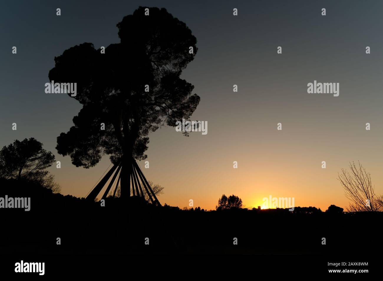 Grande retroilluminazione di pino al tramonto, Collserola Foto Stock
