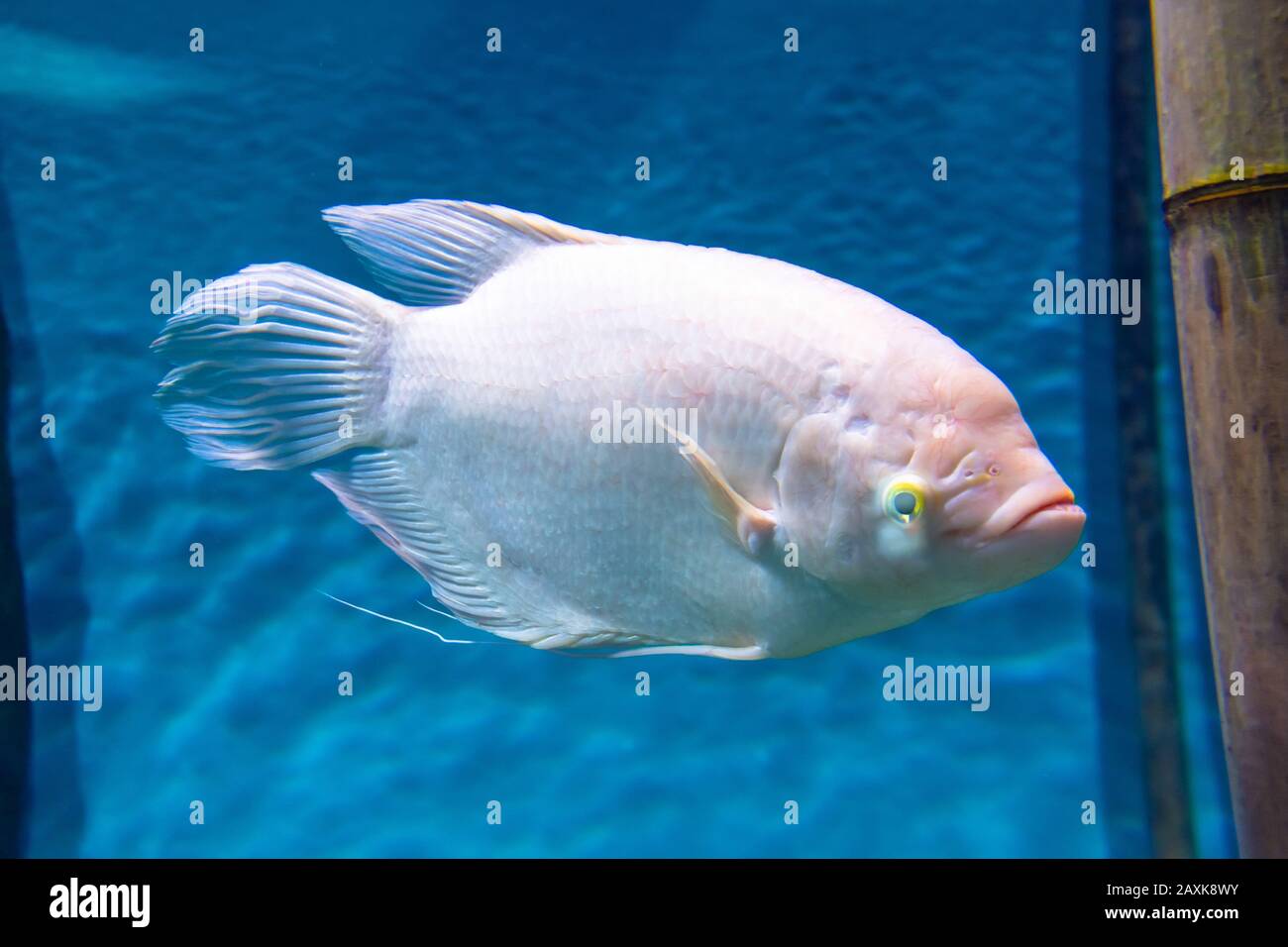 Pesce bianco con bilancia in un acquario su fondo marino Foto stock - Alamy