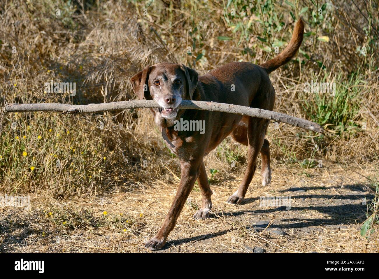 Cane Labrador con bastone, Petaluma, California, Stati Uniti Foto Stock