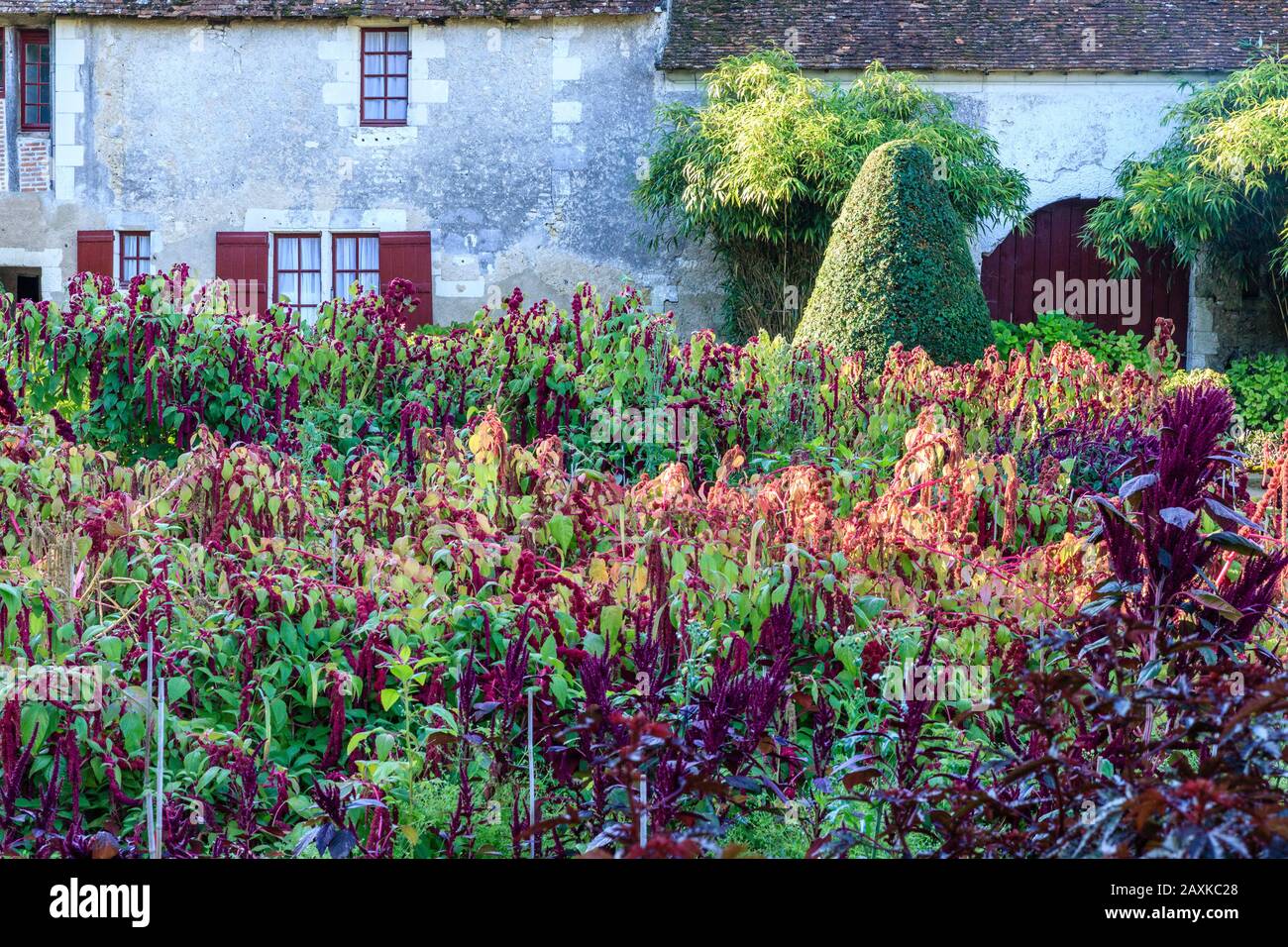 Francia, Indre et Loire, Valle della Loira elencati come Patrimonio Mondiale dall'UNESCO, Chenonceaux, Chateau de Chenonceau Parco e Giardini, il giardino di verdure, di Foto Stock