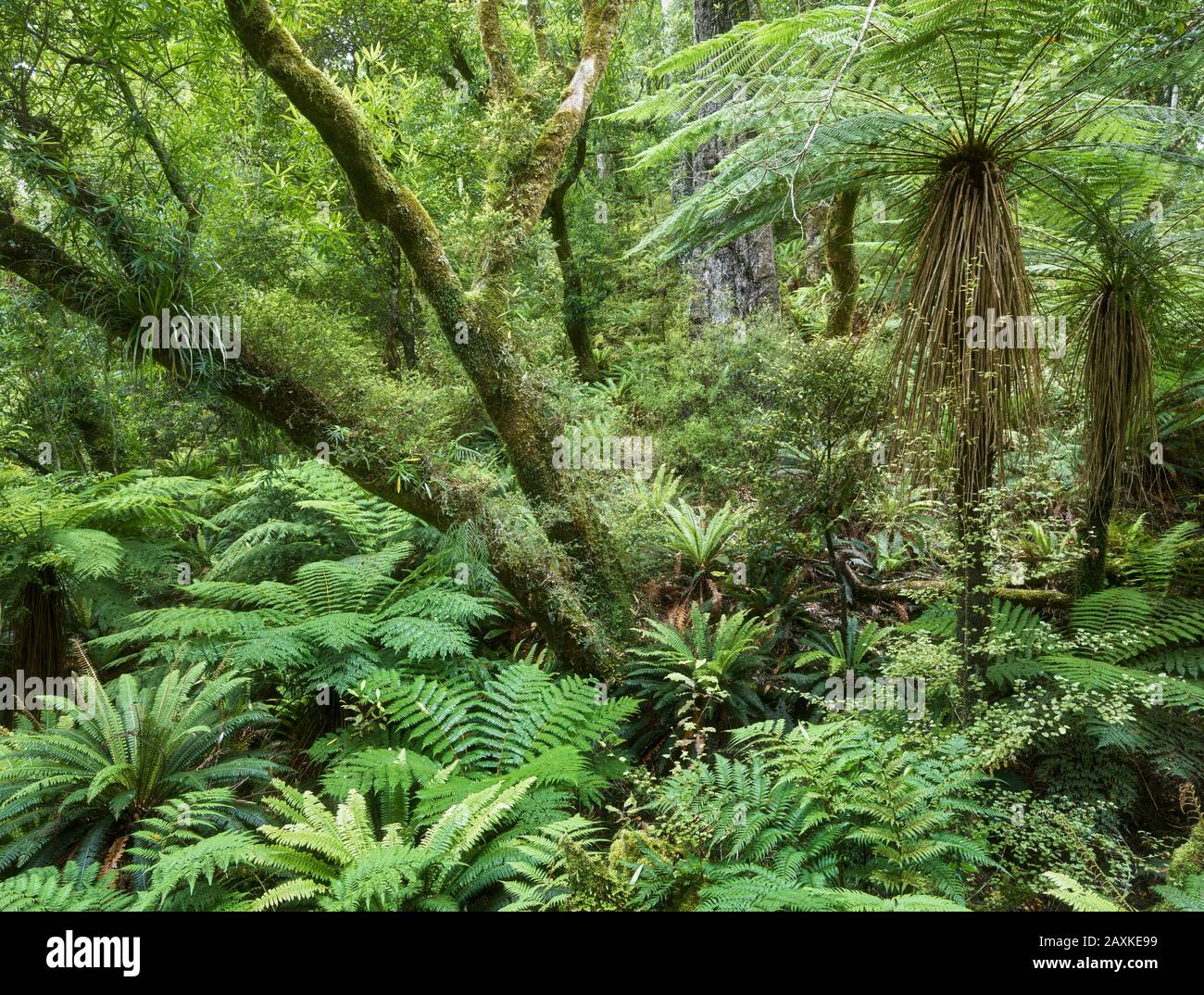 Foresta Pluviale, Te Urewera National Park, Hawke'S Bay, North Island, Nuova Zelanda, Oceania Foto Stock