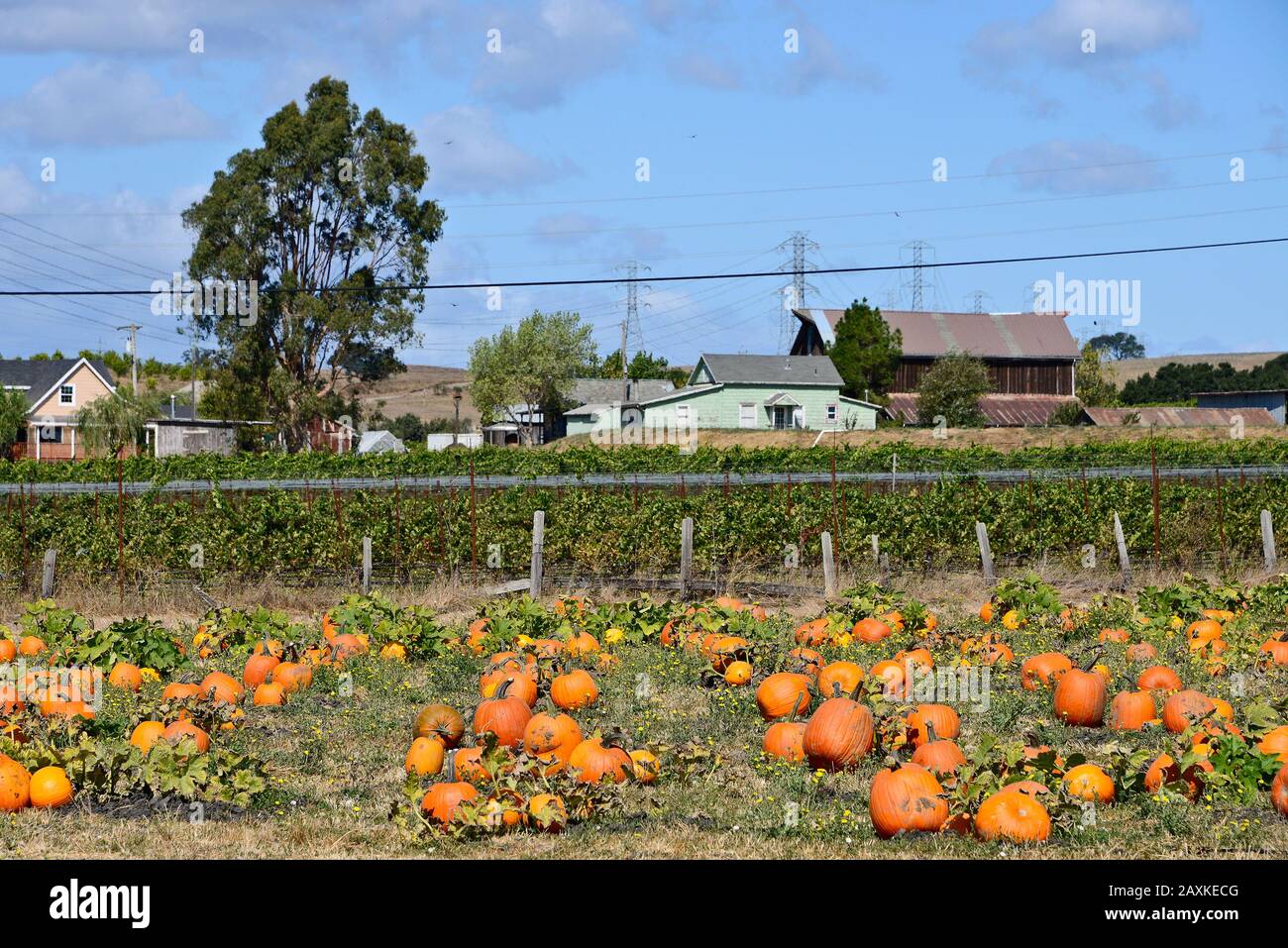 Campo di zucca e fattoria nella contea di Sonoma, California, Stati Uniti Foto Stock