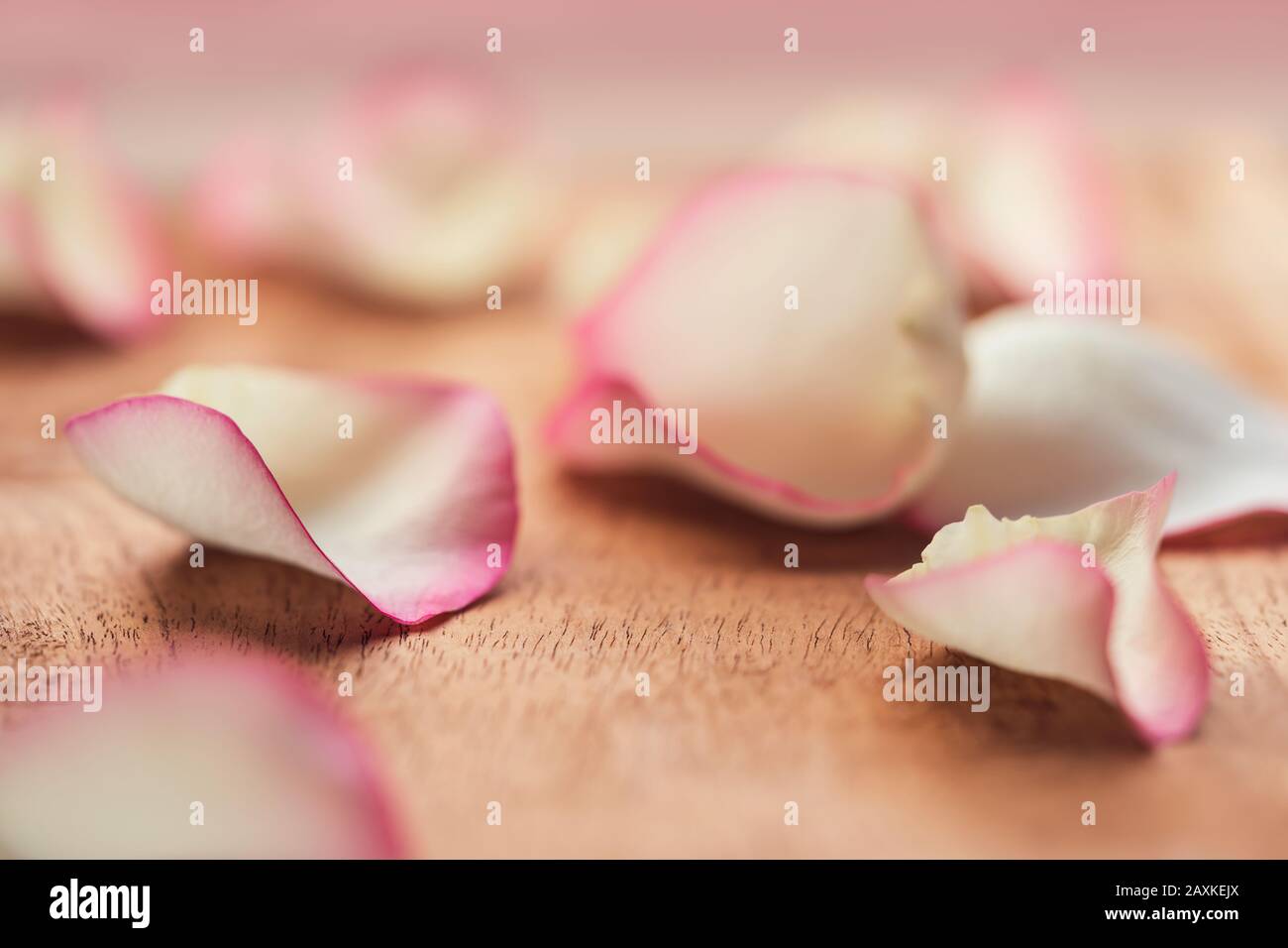 Concetto floreale su scrivania in legno con spazio per le copie. Rosa petali sfondo per San Valentino, rosa, proporre giorno, copertina, banner, opuscolo, resour grafico Foto Stock